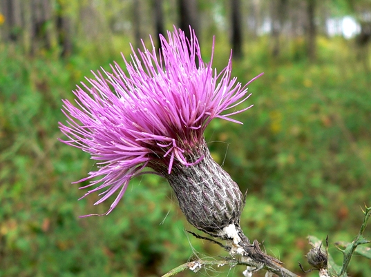 {Cirsium muticum}